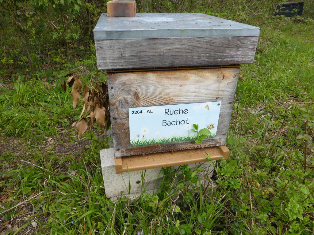 La ruche Bachot