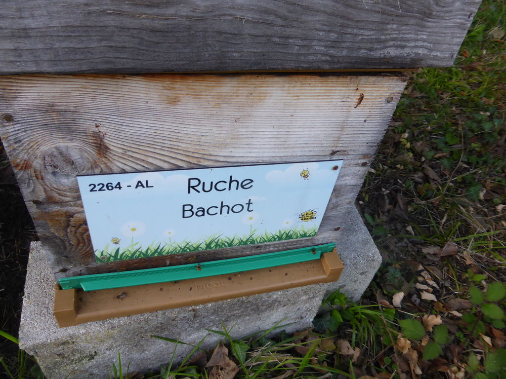 La ruche Bachot
