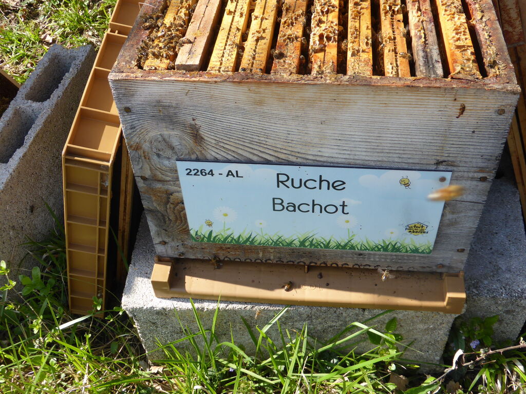 La ruche Bachot