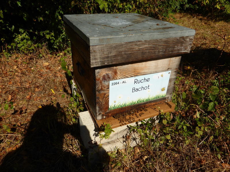La ruche Bachot