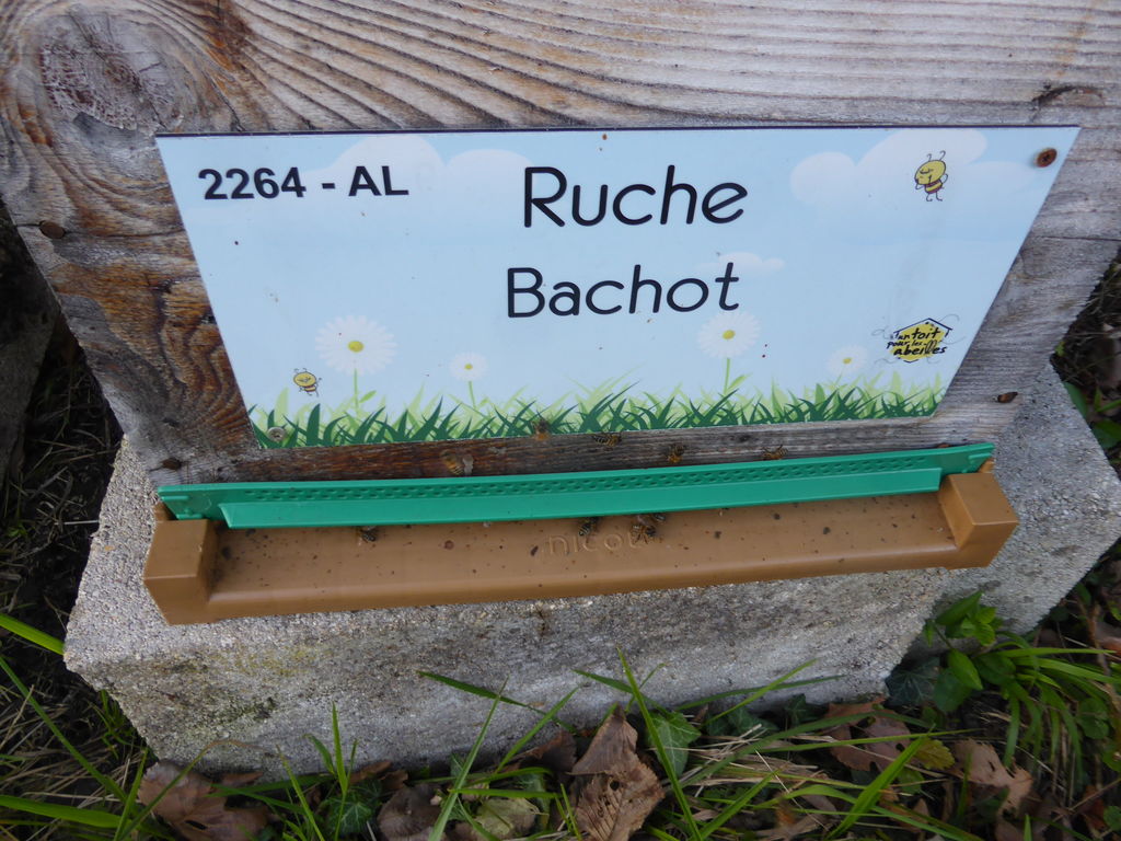 La ruche Bachot