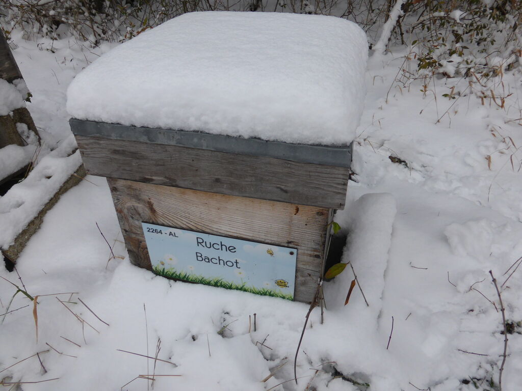 La ruche Bachot