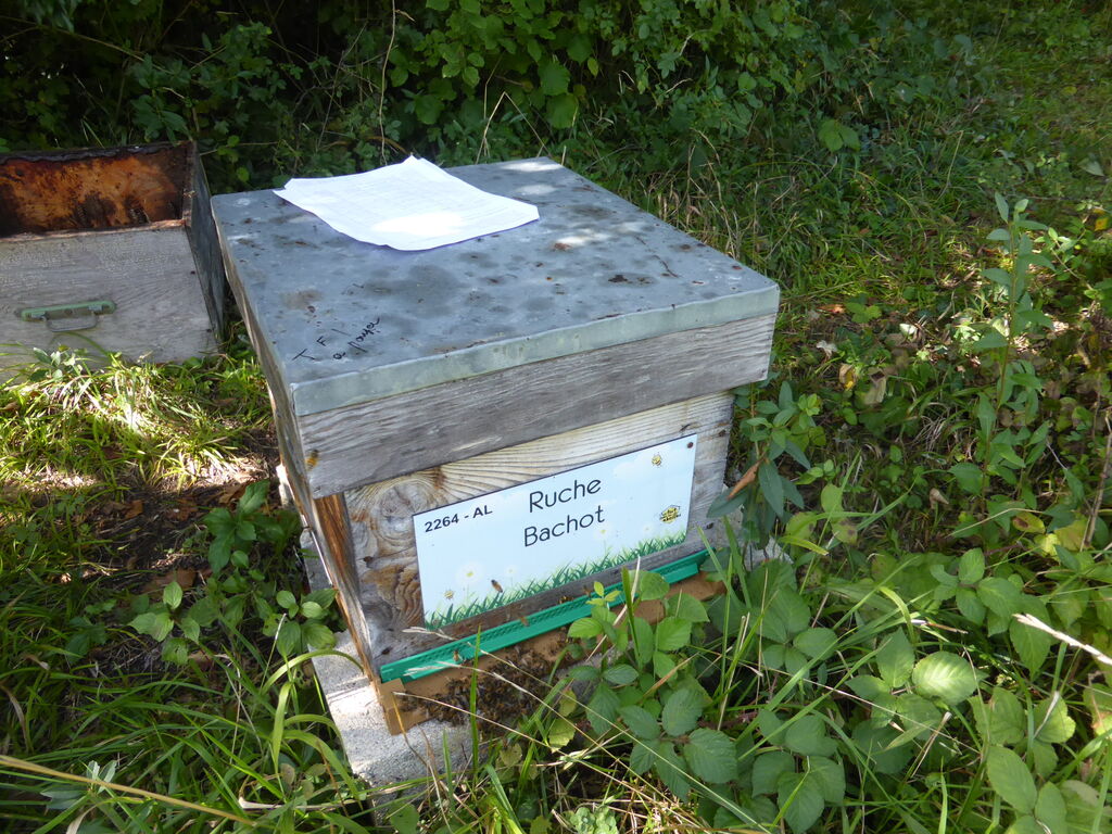 La ruche Bachot