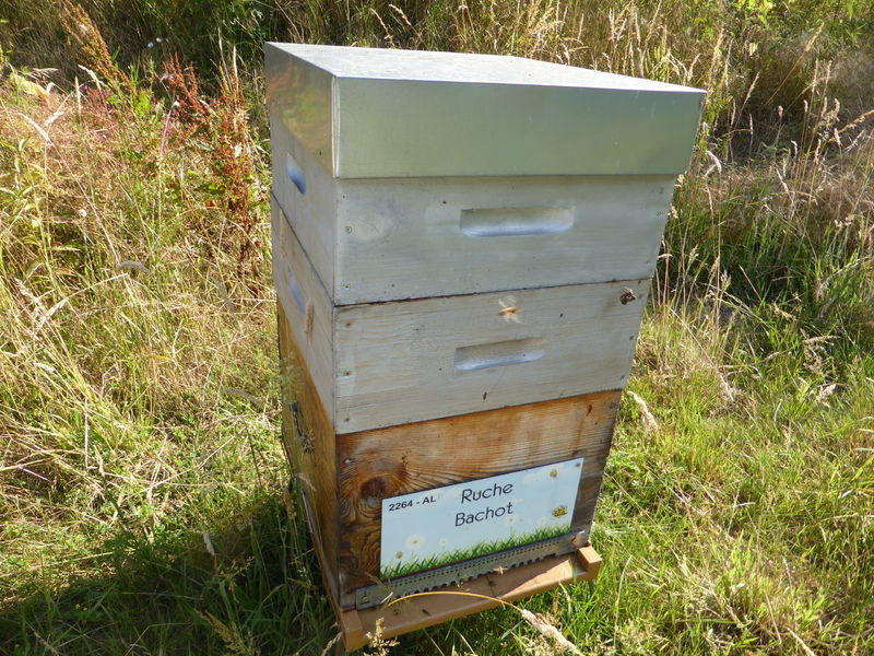 La ruche Bachot