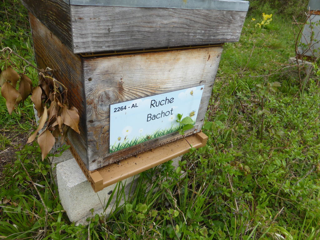 La ruche Bachot