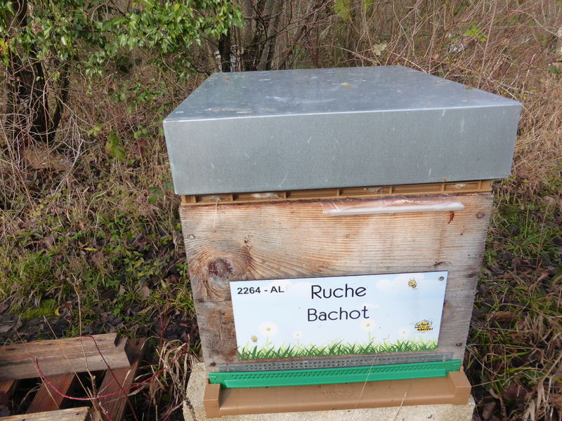 La ruche Bachot