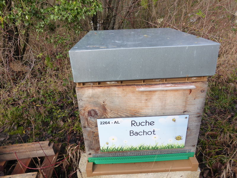 La ruche Bachot