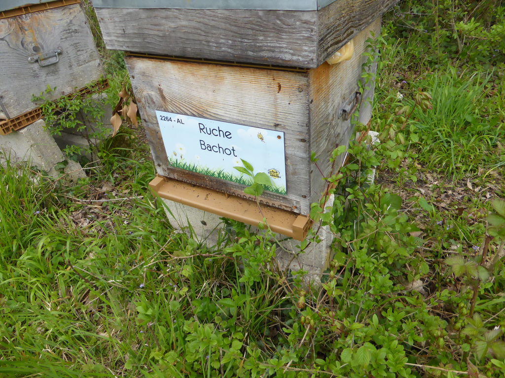 La ruche Bachot