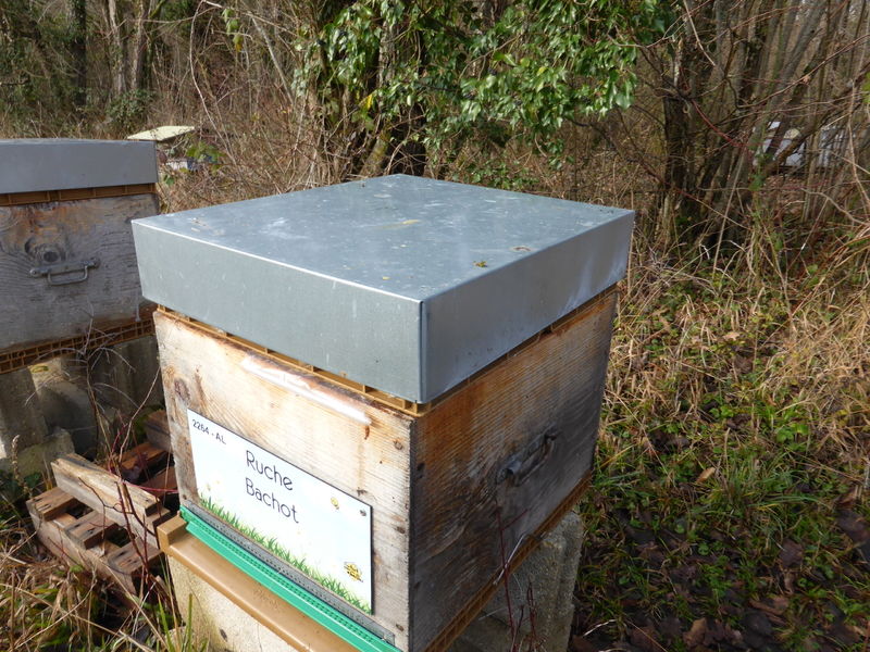 La ruche Bachot