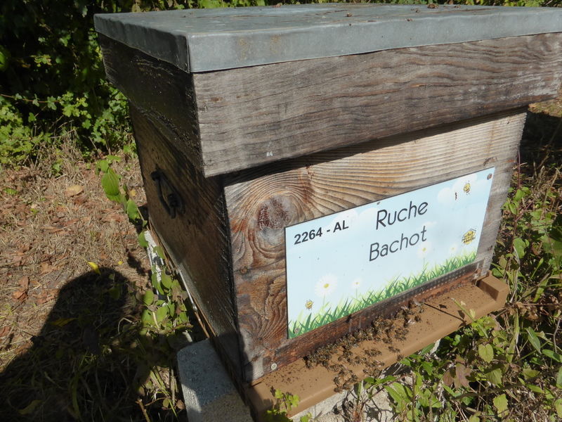 La ruche Bachot
