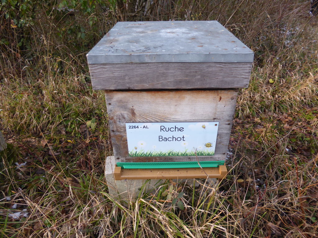 La ruche Bachot