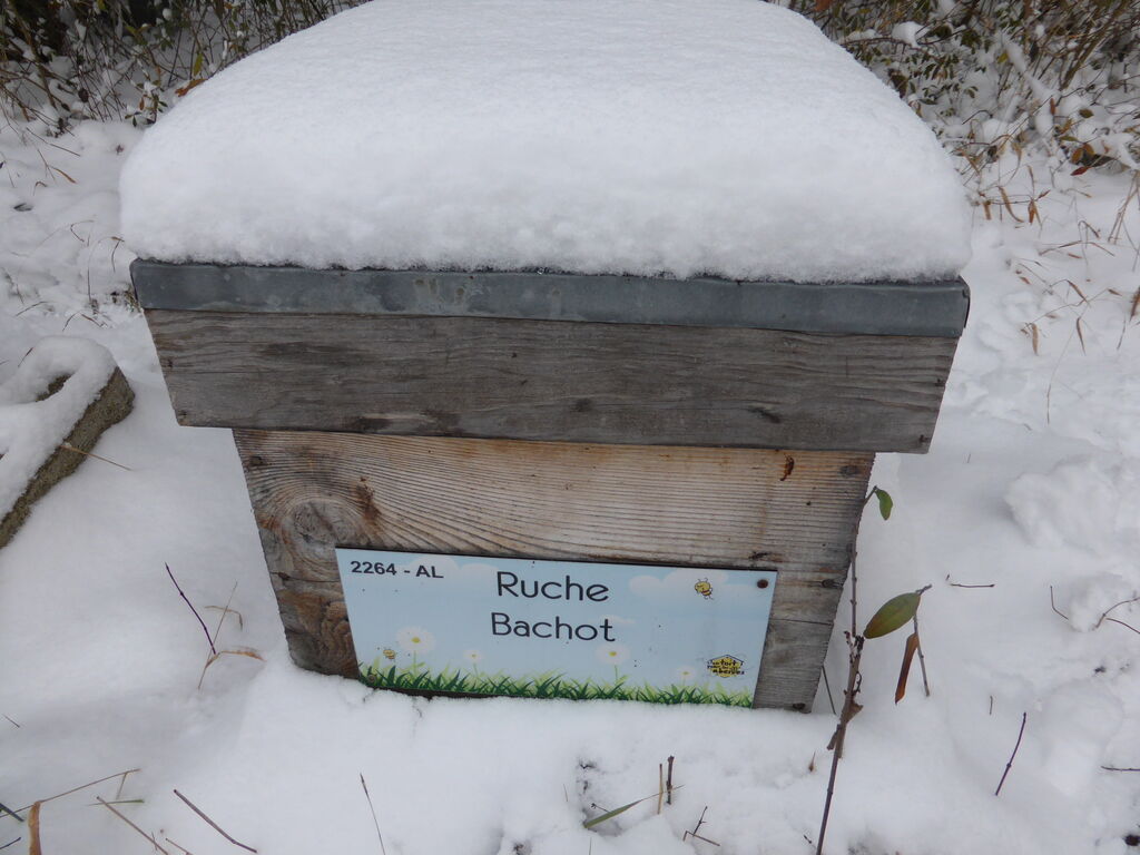 La ruche Bachot