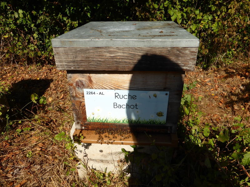 La ruche Bachot