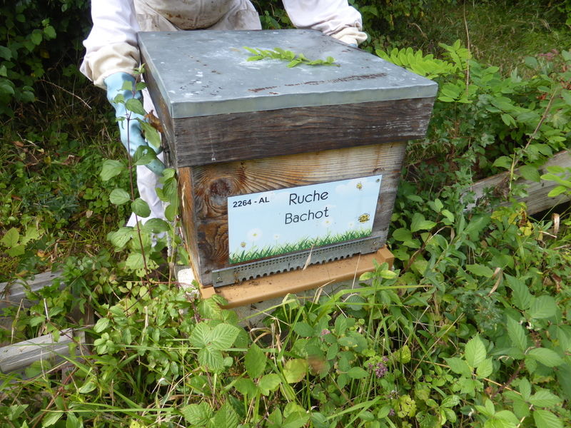 La ruche Bachot