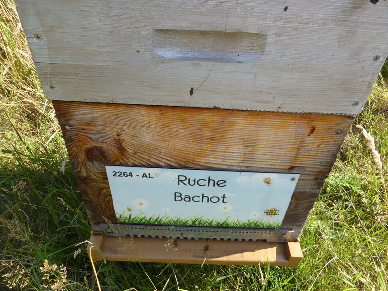La ruche Bachot
