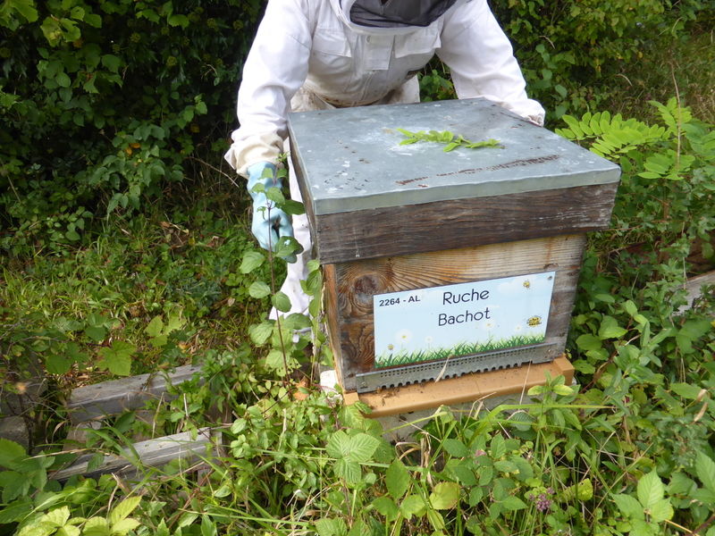 La ruche Bachot