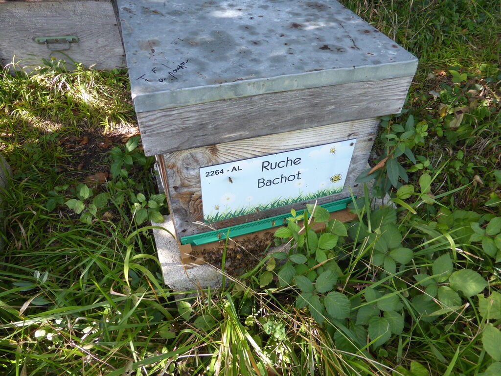 La ruche Bachot