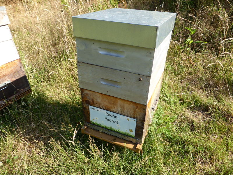 La ruche Bachot