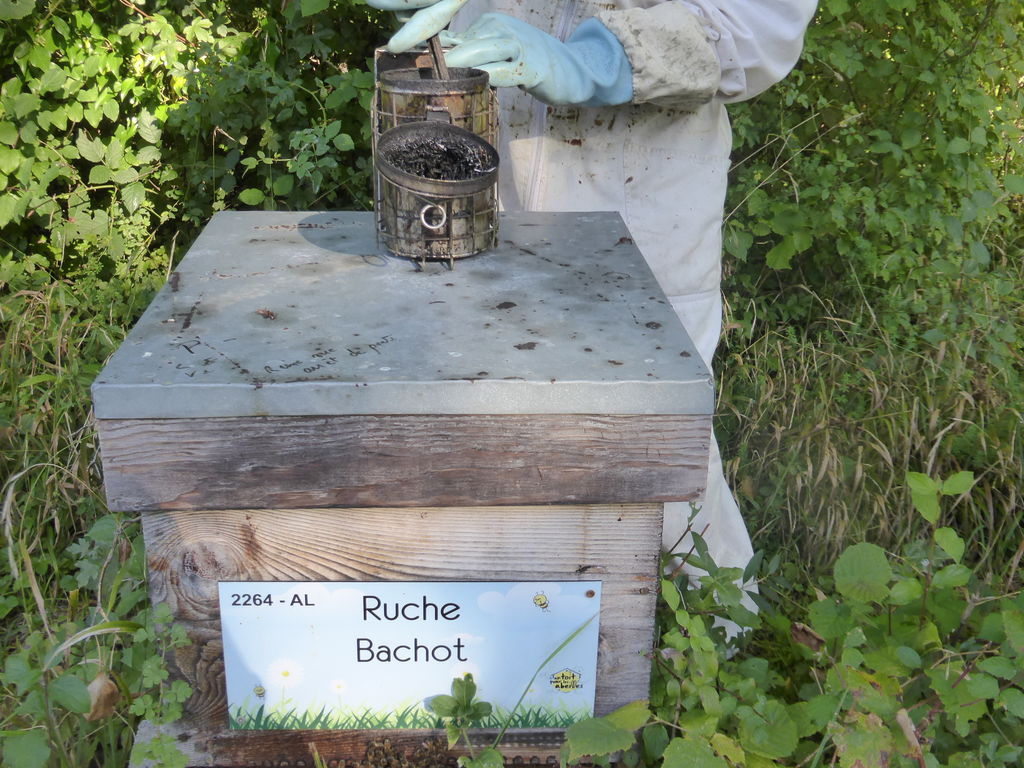 La ruche Bachot