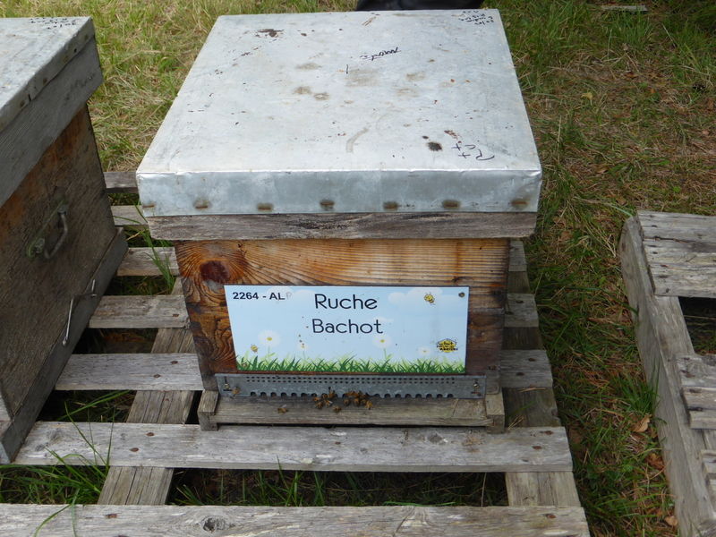 La ruche Bachot