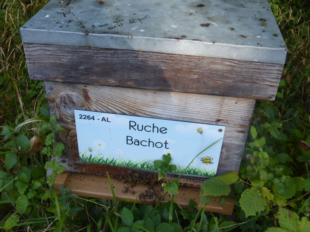 La ruche Bachot