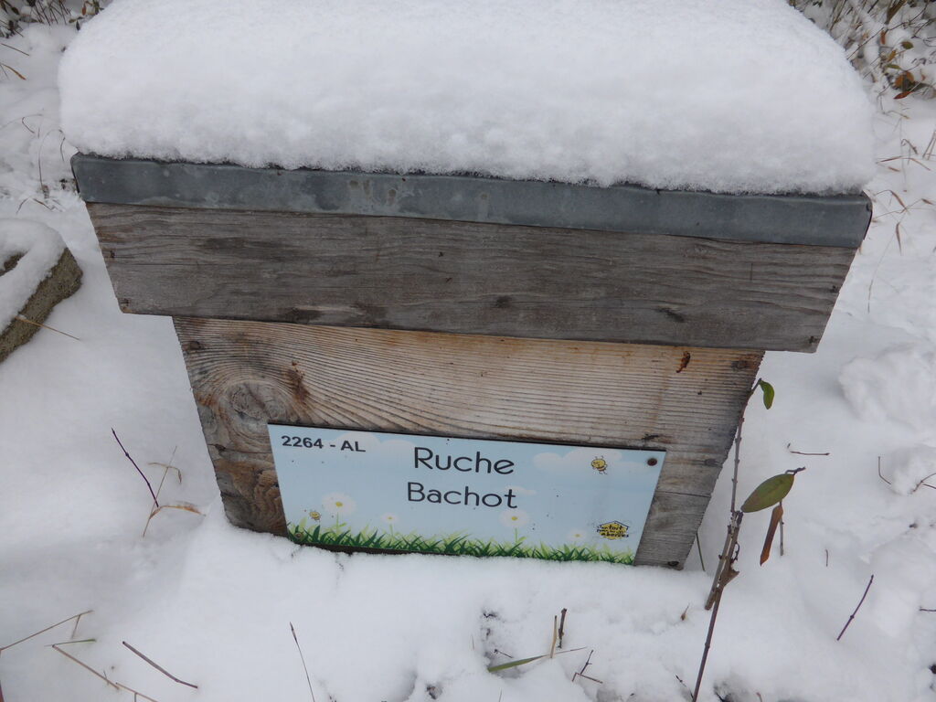 La ruche Bachot