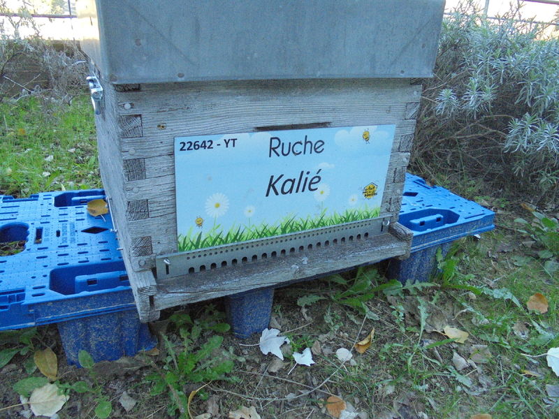 La ruche kalié