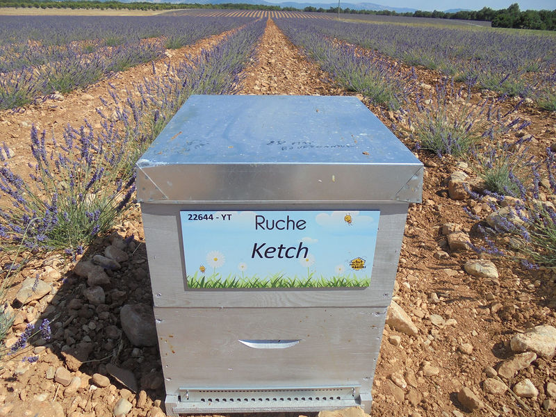 La ruche