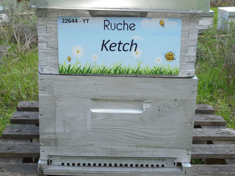 La ruche Ketch