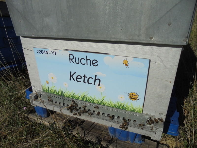 La ruche Ketch