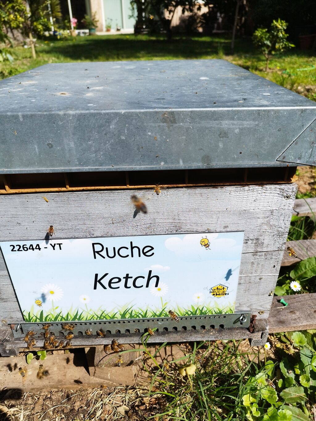 La ruche Ketch