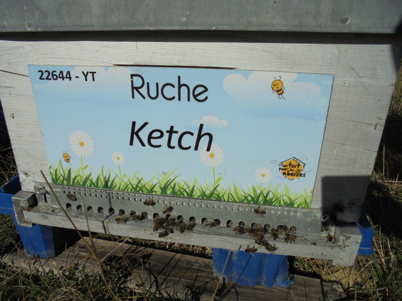 La ruche Ketch