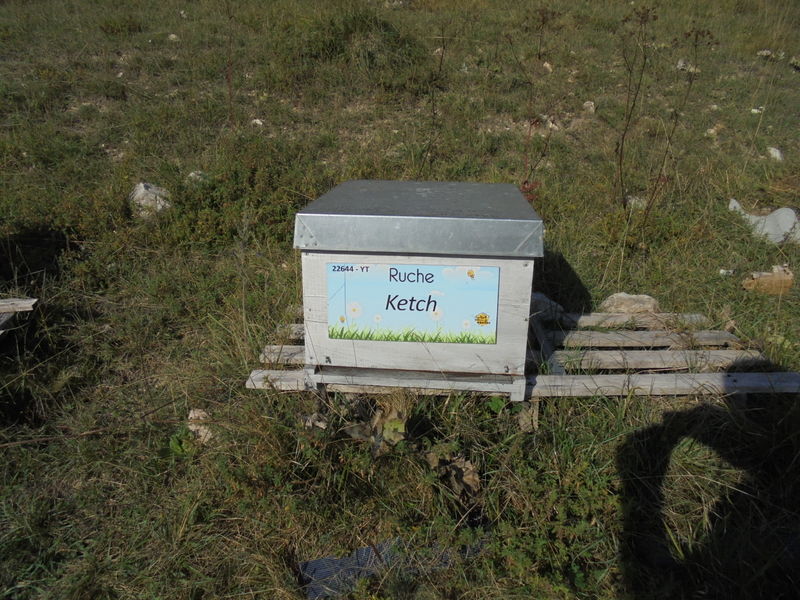 La ruche Ketch