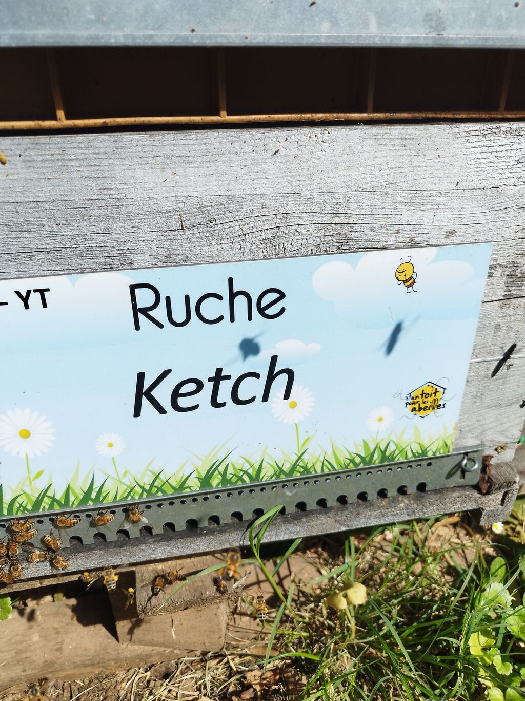 La ruche Ketch