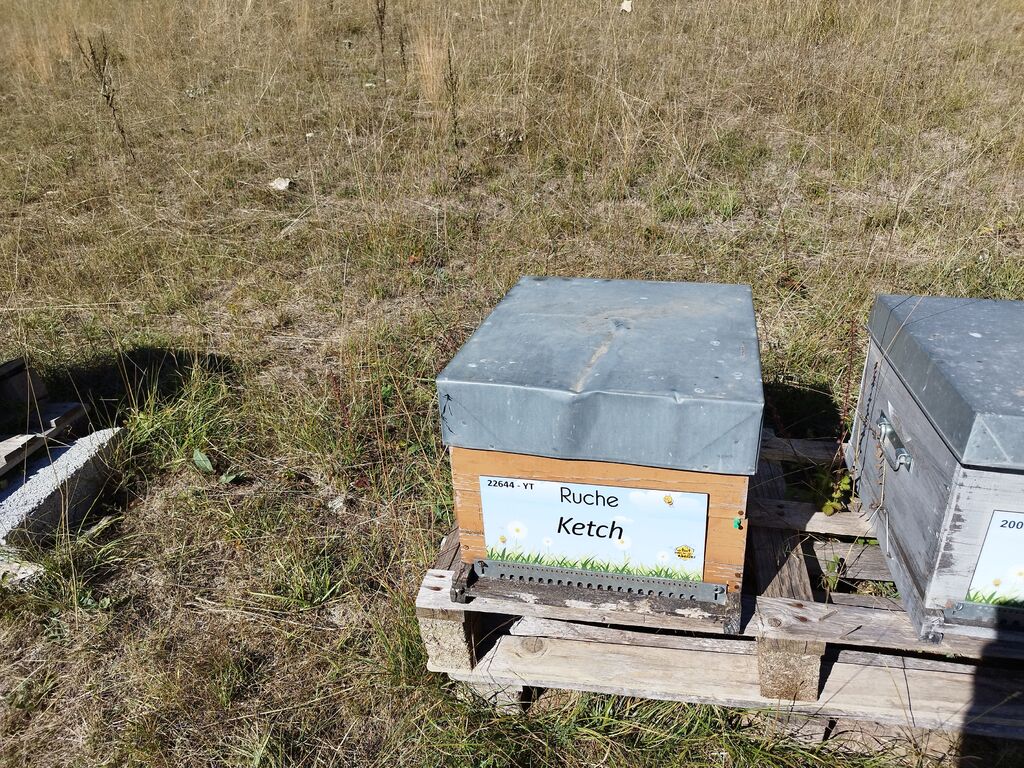 La ruche Ketch