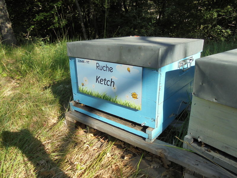 La ruche Ketch