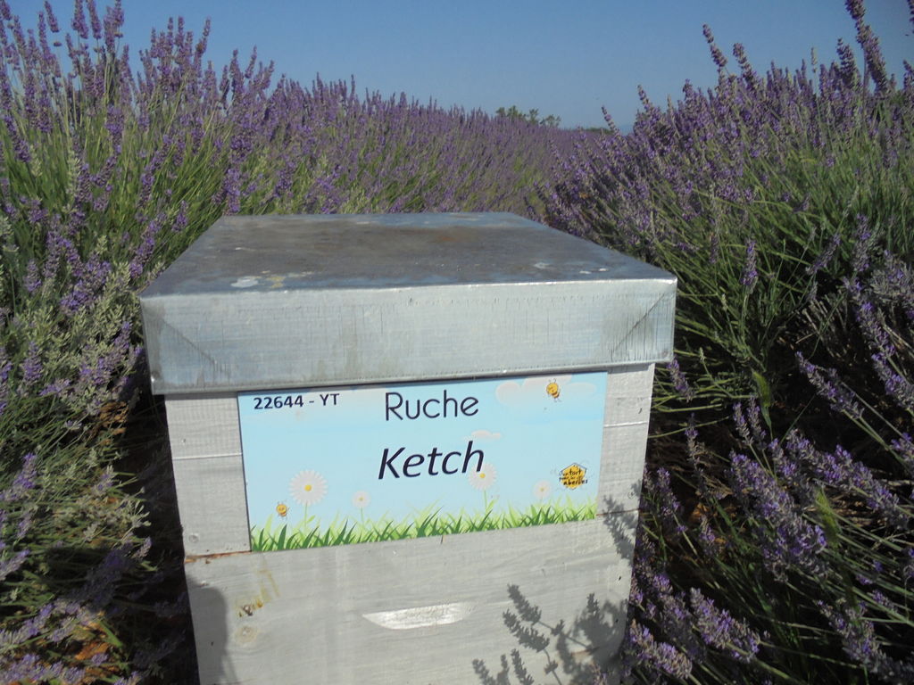 La ruche Ketch
