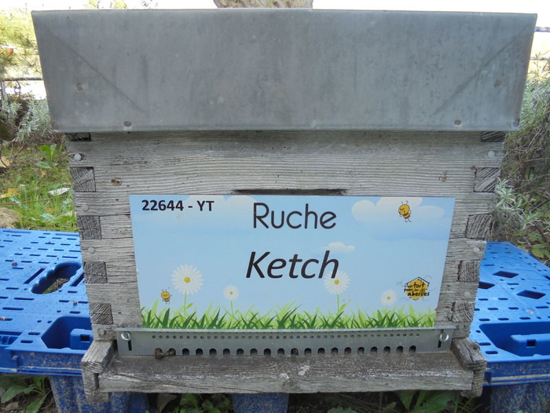 La ruche Ketch