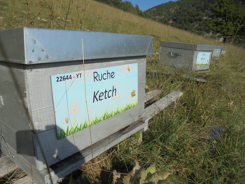 La ruche Ketch