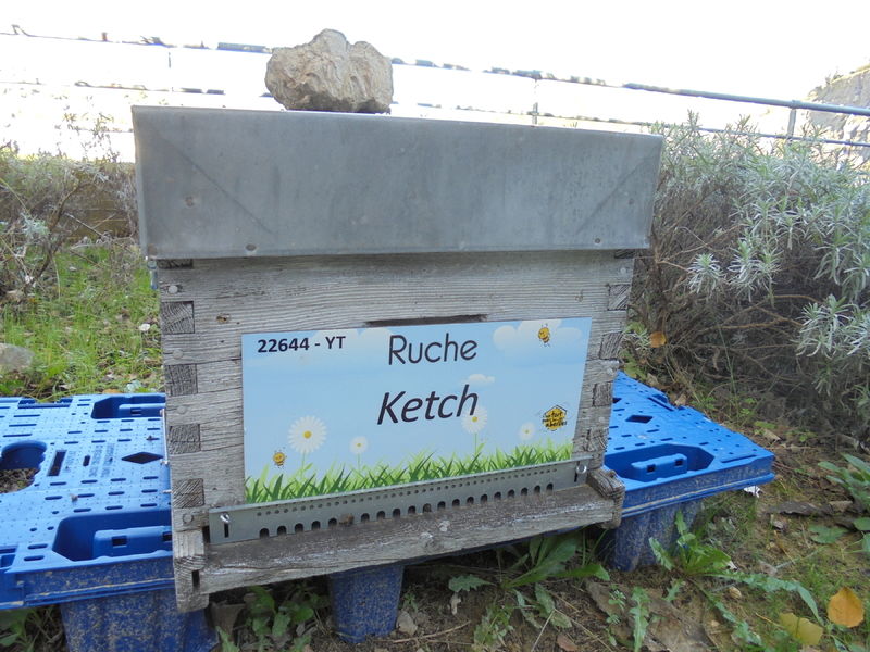 La ruche Ketch