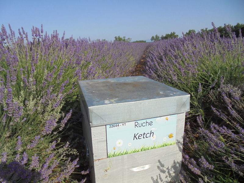 La ruche Ketch