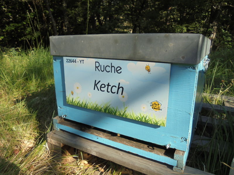 La ruche Ketch