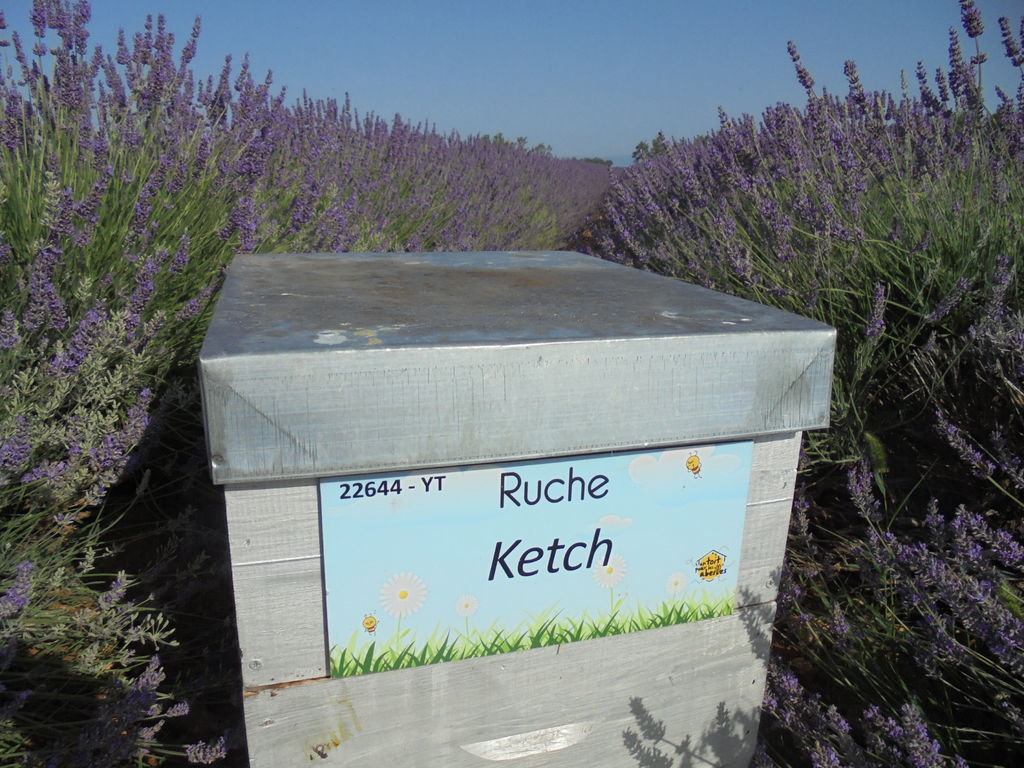 La ruche Ketch