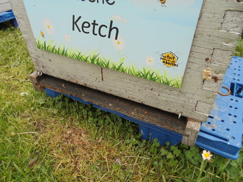 La ruche Ketch