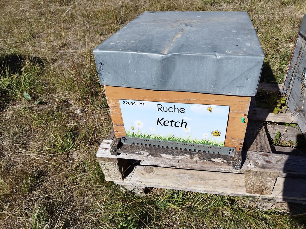 La ruche Ketch