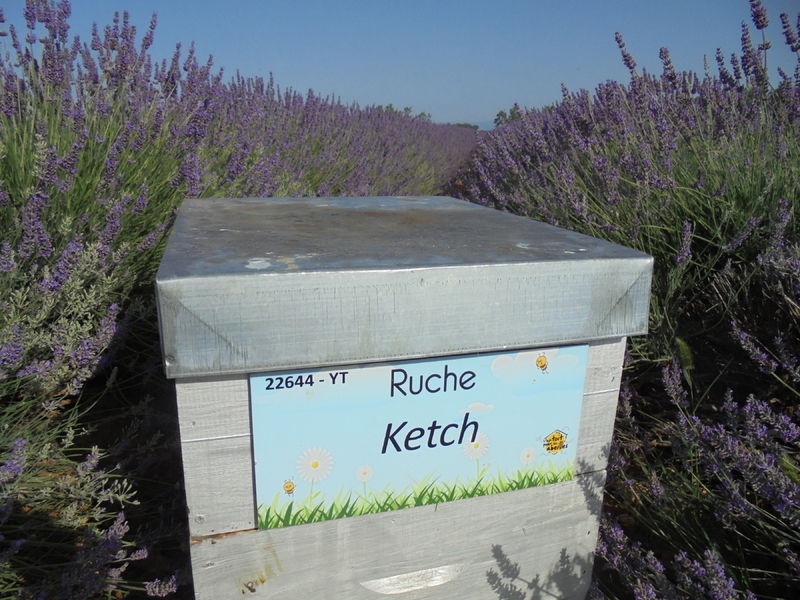 La ruche Ketch