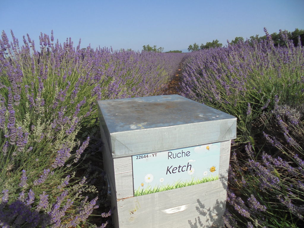 La ruche Ketch