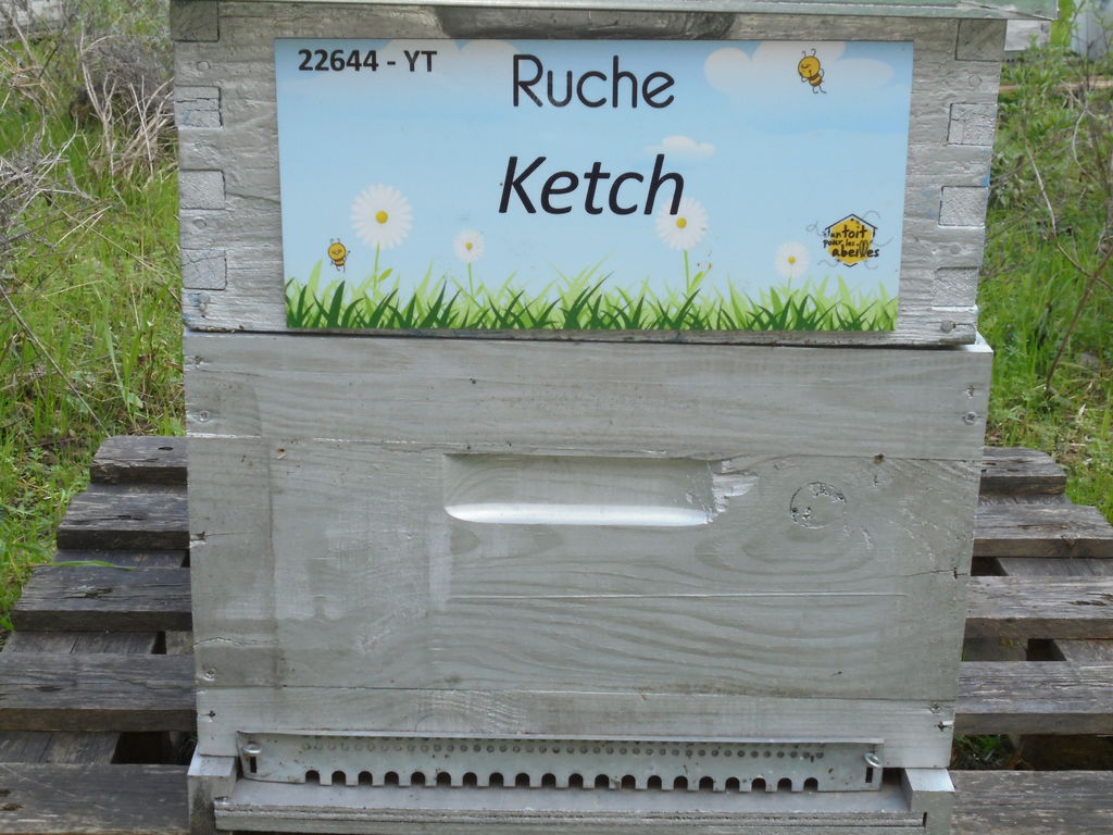 La ruche Ketch