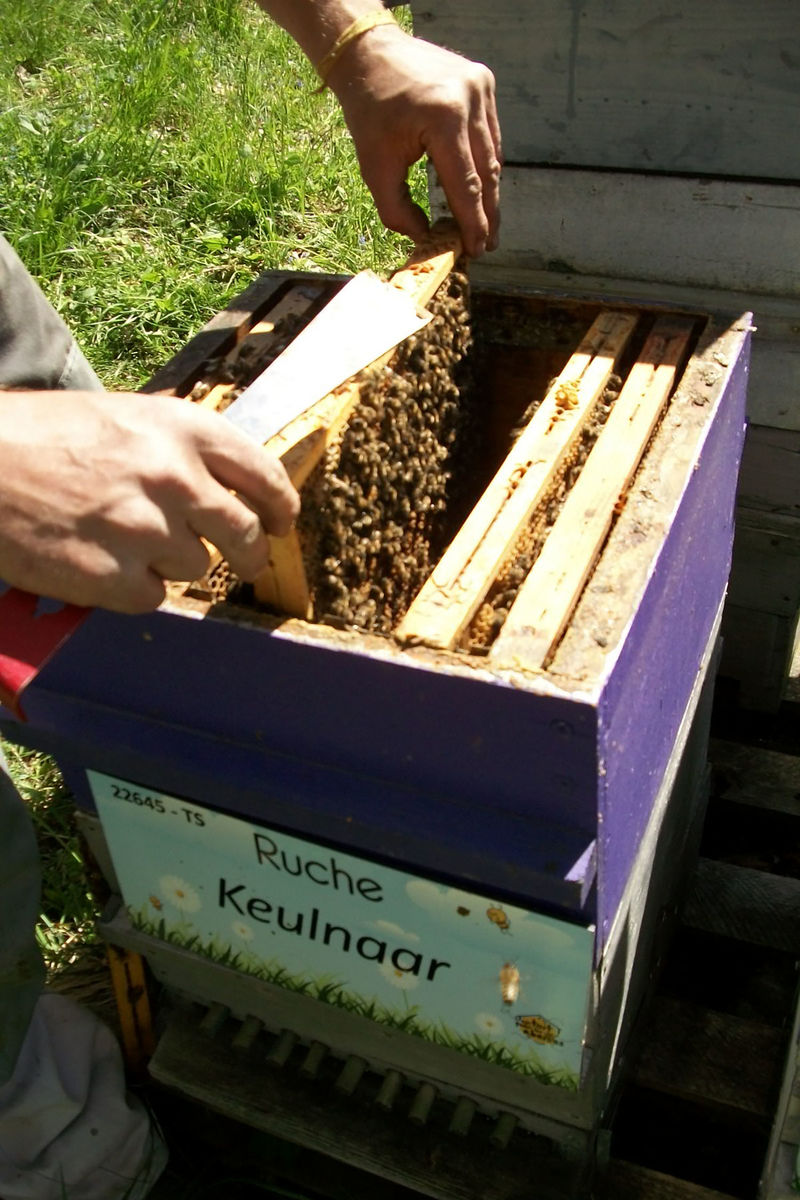 La ruche Keulnaar