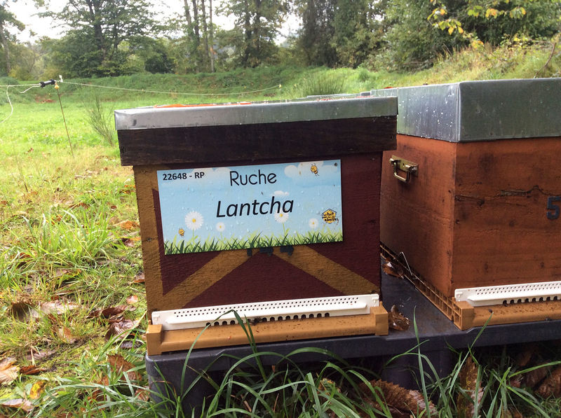 La ruche Lantcha